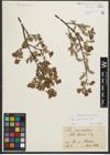 Foto von Salix starkeana Willd.